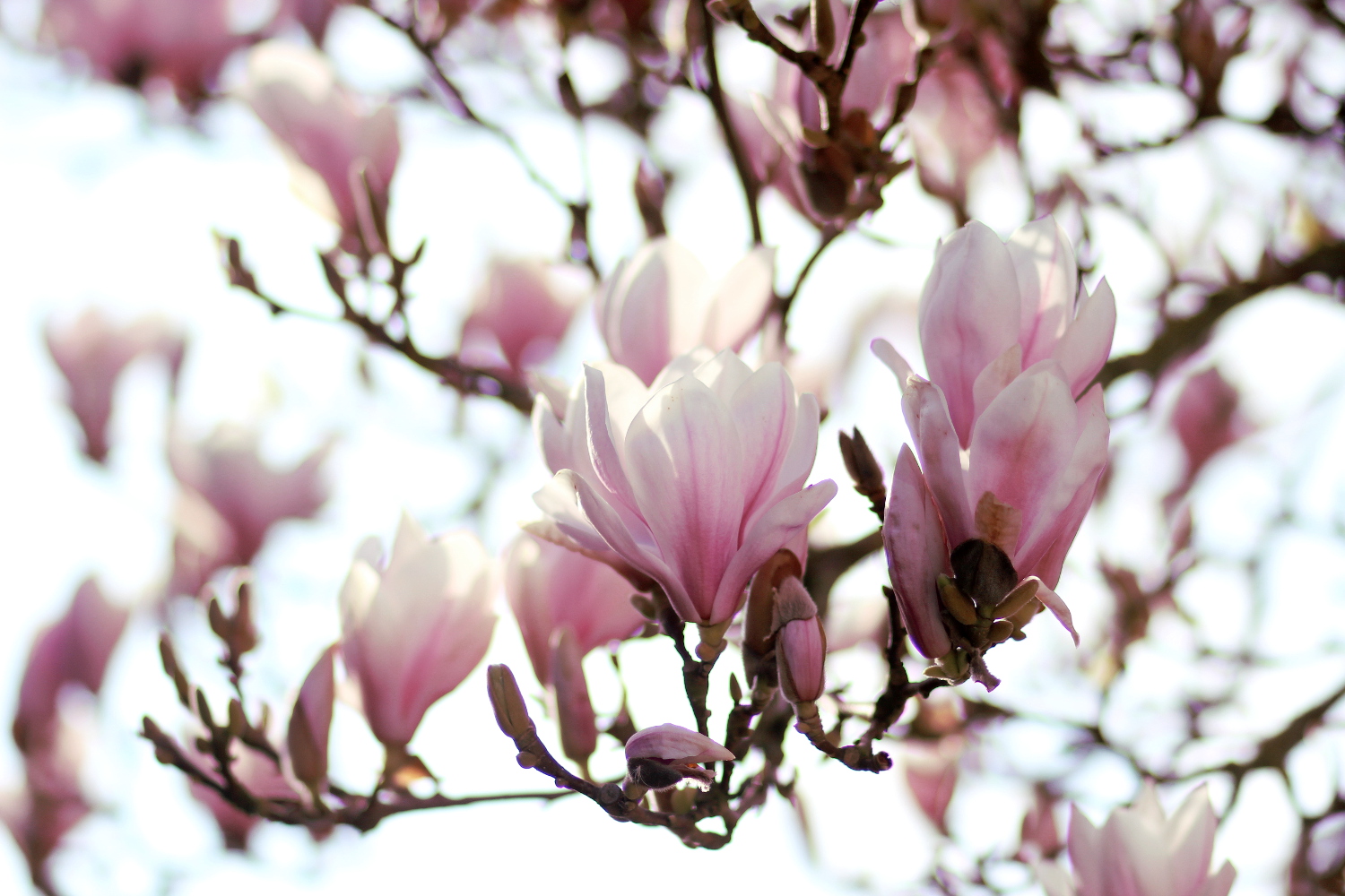 Bezaubernde Nana, bezauberndenana.de, April Favoriten, Magnolien, Frühling, Blüten