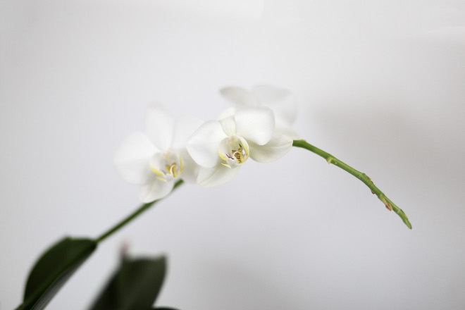 Januar Monatsrückblick, weiße Orchidee, bezaubernenana.de
